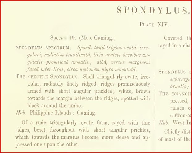 Conferma determinazione Spondylus spinosus